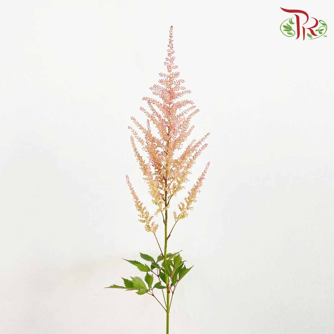 Astilbe Pink (4-5 Stems) - Pudu Ria Florist Southern