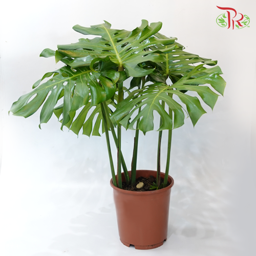 Monstera Plant (M) - Pudu Ria Florist Southern