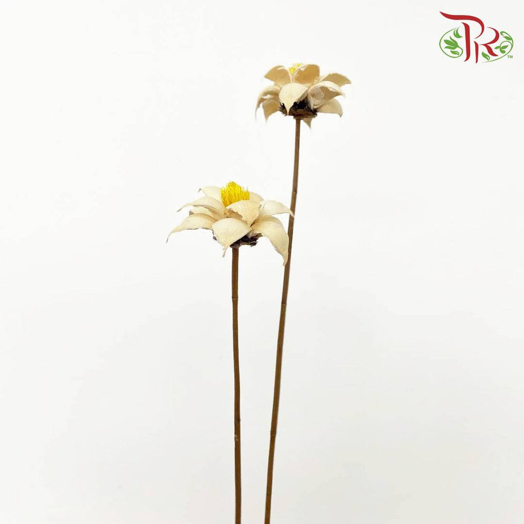 Dry Strike Lucky Flower - Offer Item - Pudu Ria Florist Southern