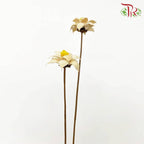 Dry Strike Lucky Flower - Offer Item - Pudu Ria Florist Southern