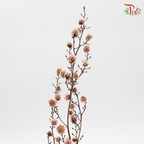 Preservative Stirlingia - Brown - Pudu Ria Florist Southern