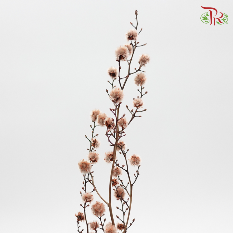 Preservative Stirlingia - Brown - Pudu Ria Florist Southern