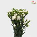 Carnation Spray White (18-20 Stems) - Pudu Ria Florist Southern
