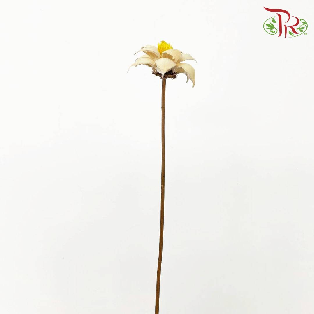 Dry Strike Lucky Flower - Offer Item - Pudu Ria Florist Southern