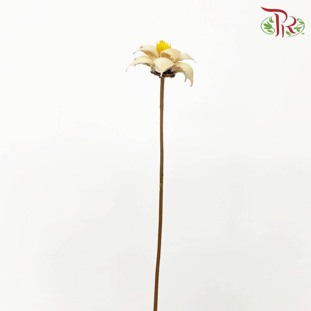 Dry Strike Lucky Flower - Offer Item - Pudu Ria Florist Southern