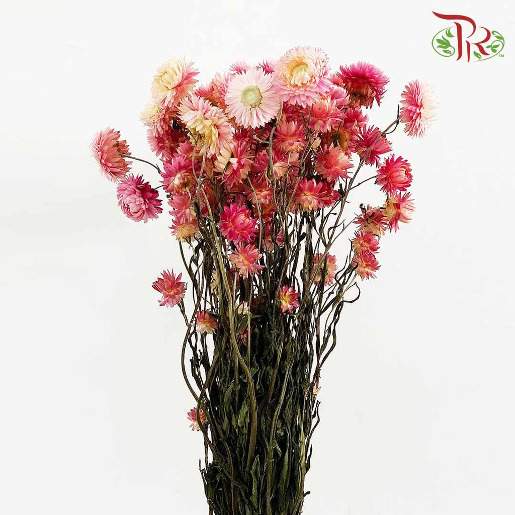 Dry Helichrysum Natural & Bleached - Pink / Per Bundle - Pudu Ria Florist Southern