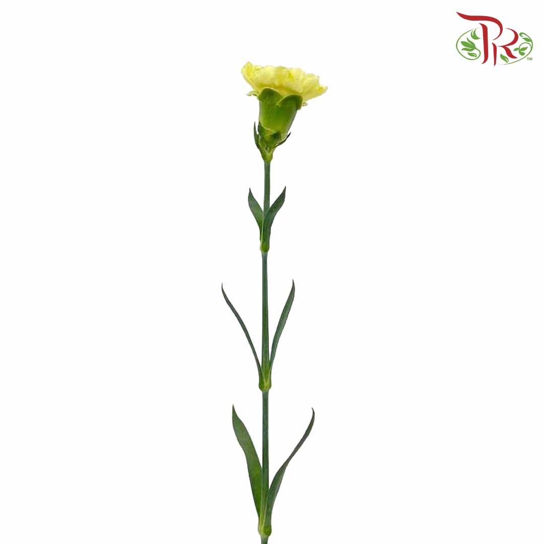 Carnation Yellow (18-20 Stems) - Pudu Ria Florist Southern