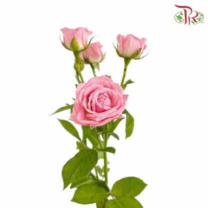 Rose Spray Pink (8-10 Stems) - Pudu Ria Florist Southern