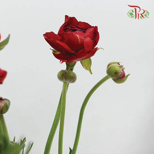 Ranunculus Red (8 - 10 Stems) - Pudu Ria Florist Southern