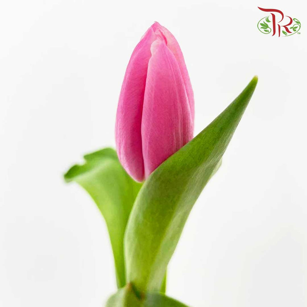 Tulip Pink (8-9 Stems) - Pudu Ria Florist Southern