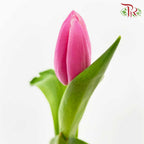 Tulip Pink (8-9 Stems) - Pudu Ria Florist Southern