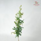 Acacia Mimosa 3 - Pudu Ria Florist Southern