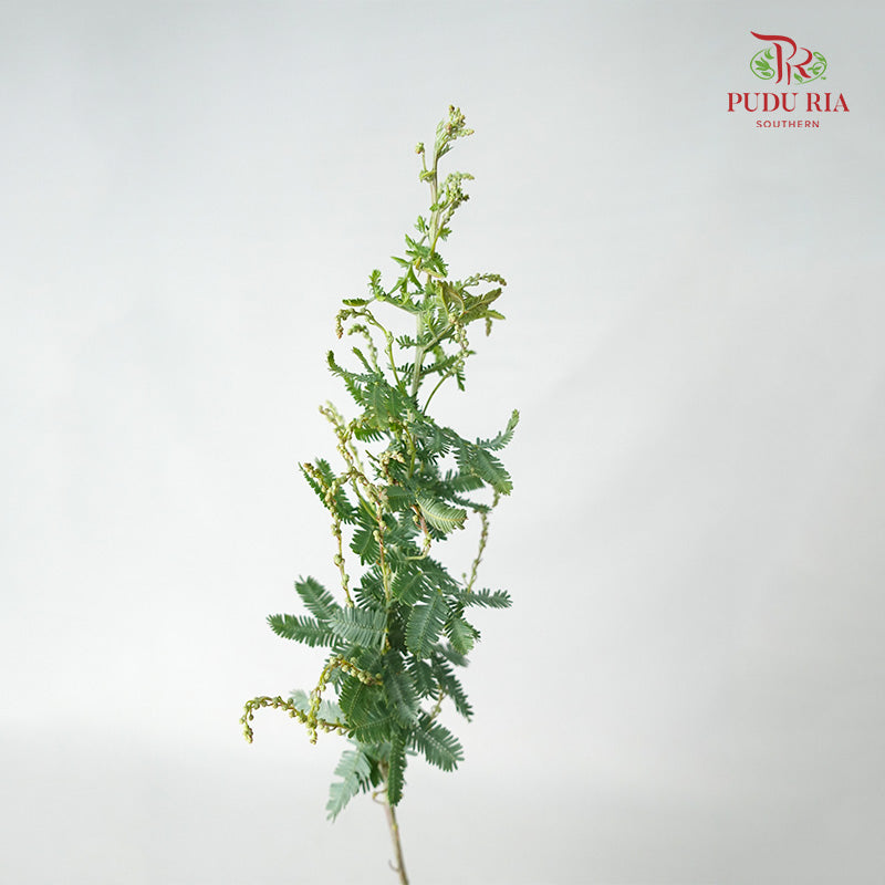 Acacia Mimosa 3 - Pudu Ria Florist Southern