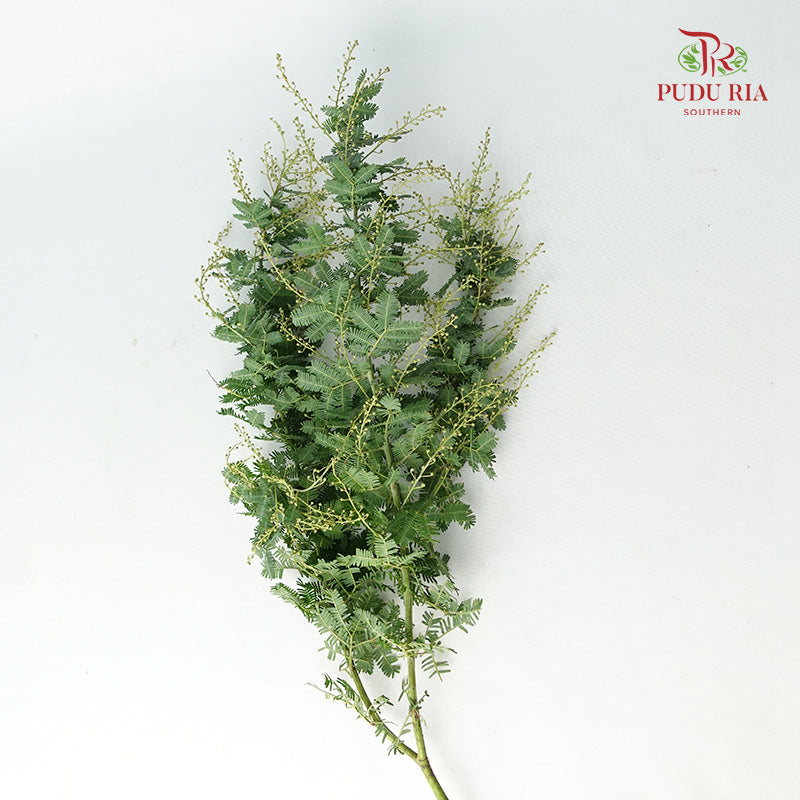 Acacia Mimosa 3 - Pudu Ria Florist Southern
