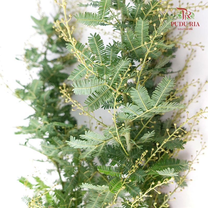 Acacia Mimosa 3 - Pudu Ria Florist Southern