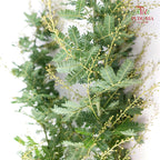 Acacia Mimosa 3 - Pudu Ria Florist Southern