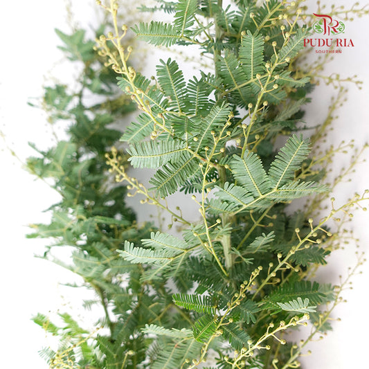 Acacia Mimosa 3 - Pudu Ria Florist Southern