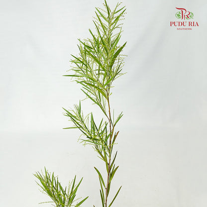 Acacia Mimosa 2 - Pudu Ria Florist Southern