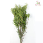 Acacia Mimosa 2 - Pudu Ria Florist Southern
