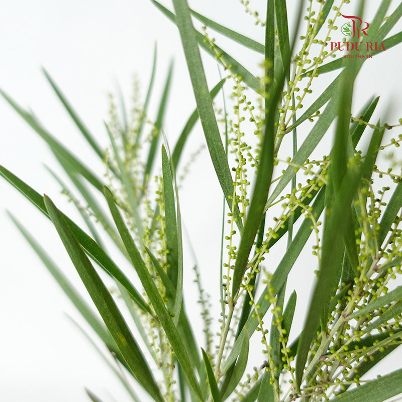 Acacia Mimosa 2 - Pudu Ria Florist Southern