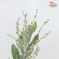 Acacia Mimosa - Pudu Ria Florist Southern