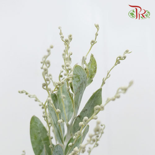 Acacia Mimosa - Pudu Ria Florist Southern