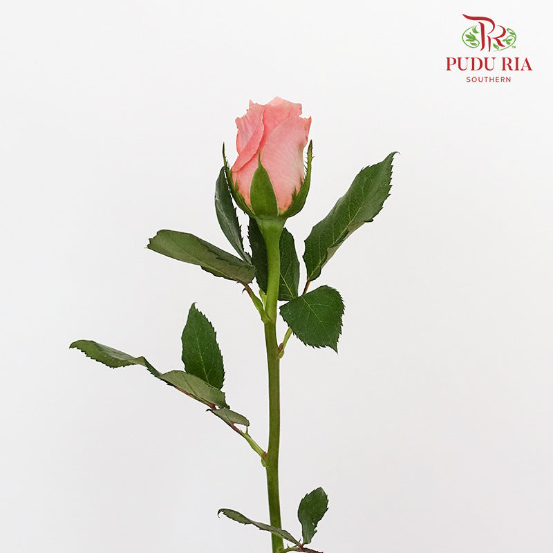 Rose Miss Piggy  (8-10 Stems) - Pudu Ria Florist Southern