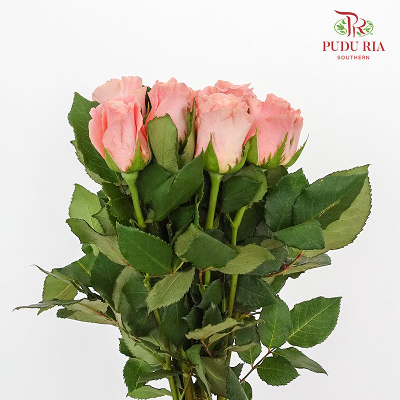 Rose Miss Piggy  (8-10 Stems) - Pudu Ria Florist Southern