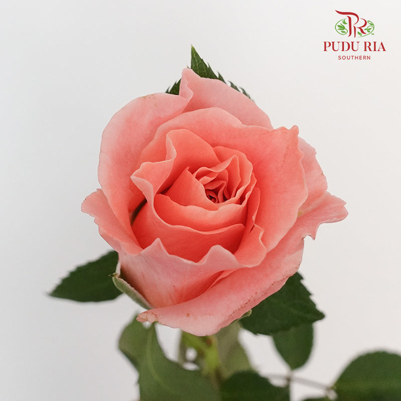 Rose Miss Piggy  (8-10 Stems) - Pudu Ria Florist Southern