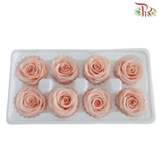8 Bloom Preservative Rose - Light Peach - Pudu Ria Florist Southern