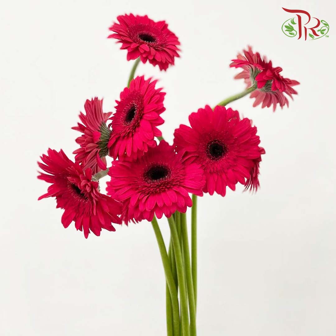 Gerbera Cherry Pink (8-10 Stems) - Pudu Ria Florist Southern