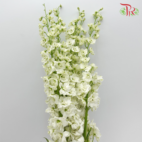 Delphinium Giant White - 5 Stems - Pudu Ria Florist Southern