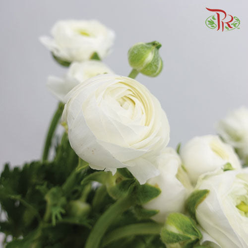 Ranunculus White (8 - 10 Stems) - Pudu Ria Florist Southern