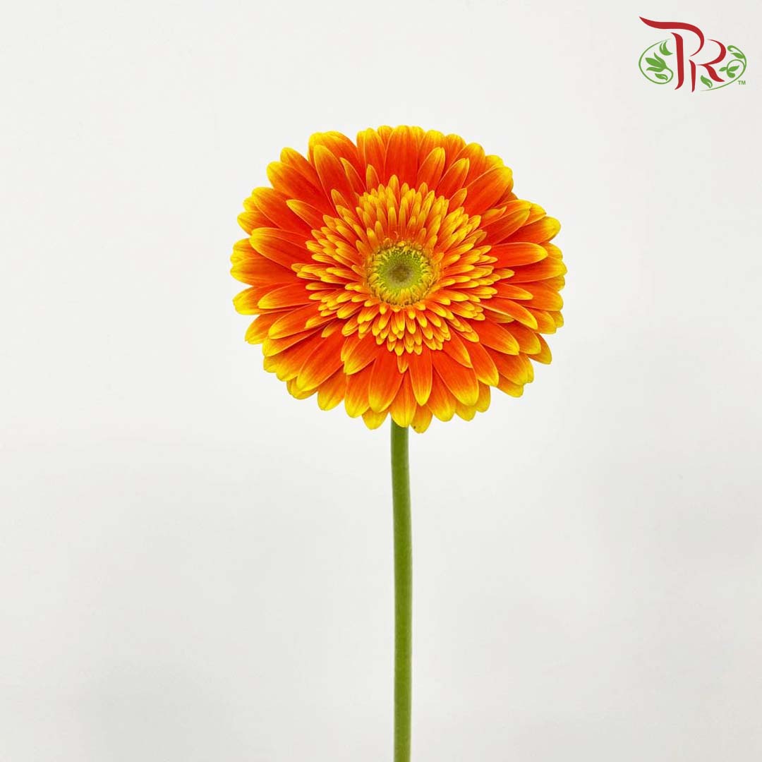 Gerbera Gold Orange (8-10 Stems) - Pudu Ria Florist Southern