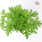 Mosquito Plant (Pelargonium) - Pudu Ria Florist Southern