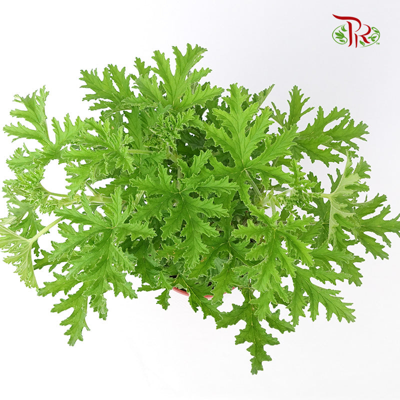 Mosquito Plant (Pelargonium) - Pudu Ria Florist Southern