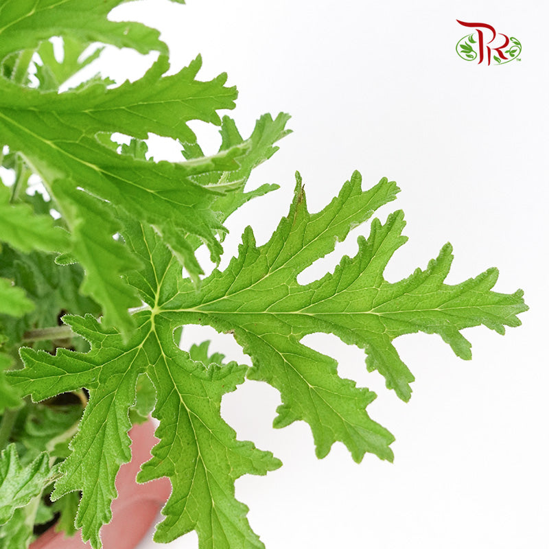 Mosquito Plant (Pelargonium) - Pudu Ria Florist Southern