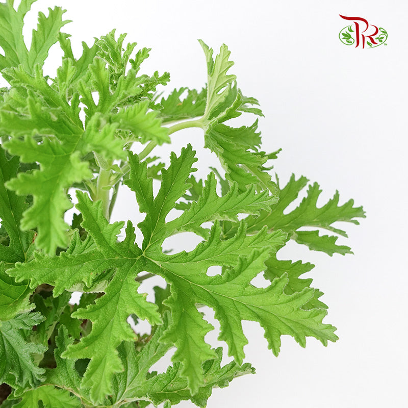 Mosquito Plant (Pelargonium) - Pudu Ria Florist Southern