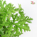 Mosquito Plant (Pelargonium) - Pudu Ria Florist Southern