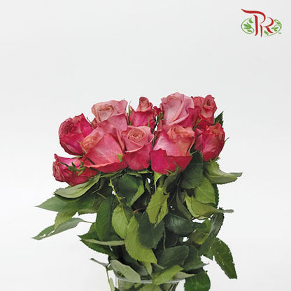 Rose Barista (8-10 Stems) - Pudu Ria Florist Southern