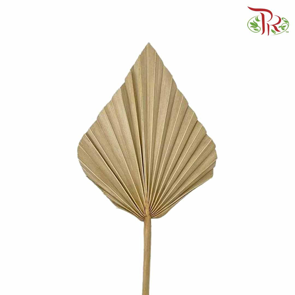 Dry Spear Palm (M) - Pudu Ria Florist Southern