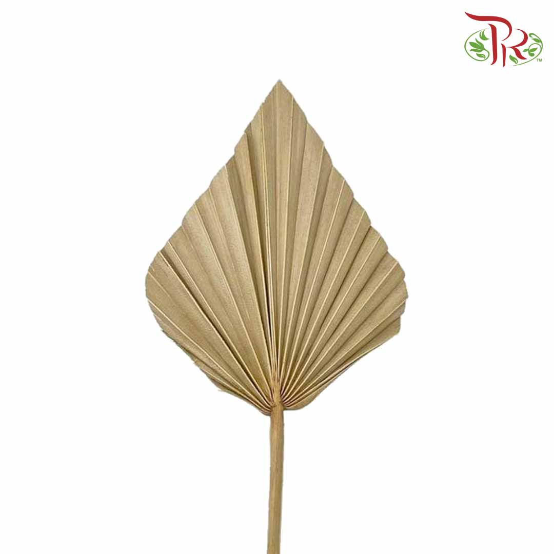 Dry Spear Palm (M) - Pudu Ria Florist Southern