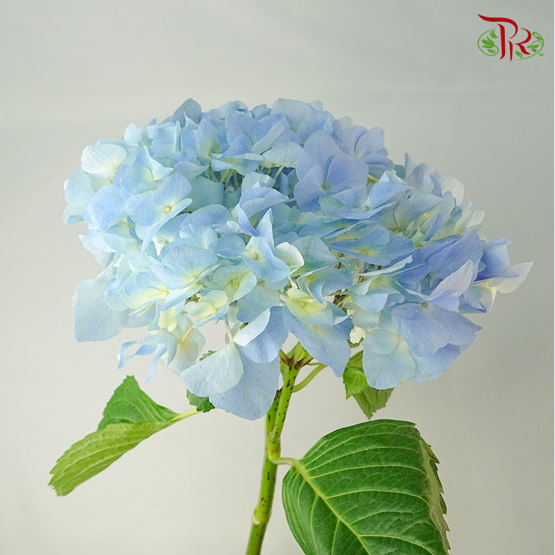 Hydrangea Light Blue / Per Stem - Pudu Ria Florist Southern