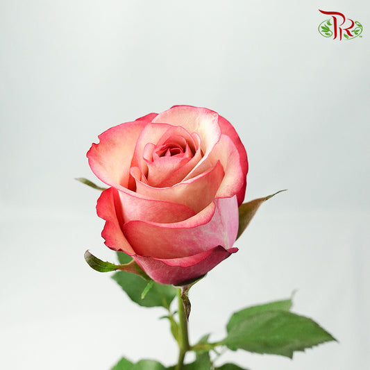 Rose Vintage (8-10 Stems) - Pudu Ria Florist Southern