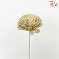 Dry Aeschynomene (Big) - Latte - Pudu Ria Florist Southern