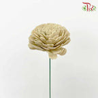 Dry Aeschynomene (Big) - Latte - Pudu Ria Florist Southern