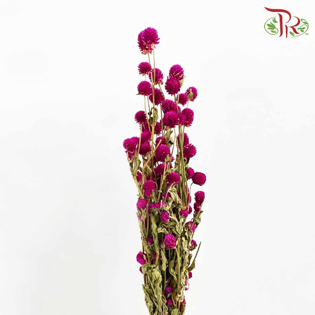 Dry Gomphrena - Pink / Per Bundle - Pudu Ria Florist Southern