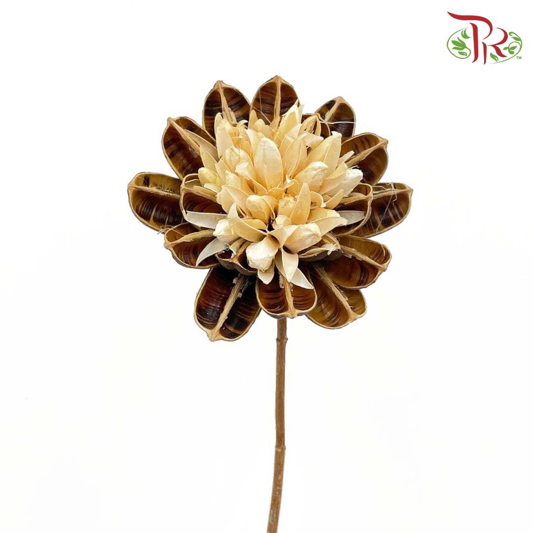 Dry Dahlia - Brown and White - Pudu Ria Florist Southern