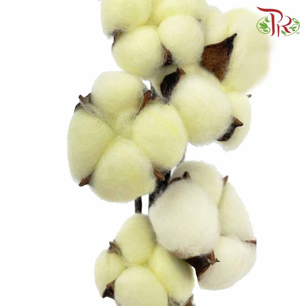 Cotton Flower Dyed Colour - Yellow - Pudu Ria Florist Southern