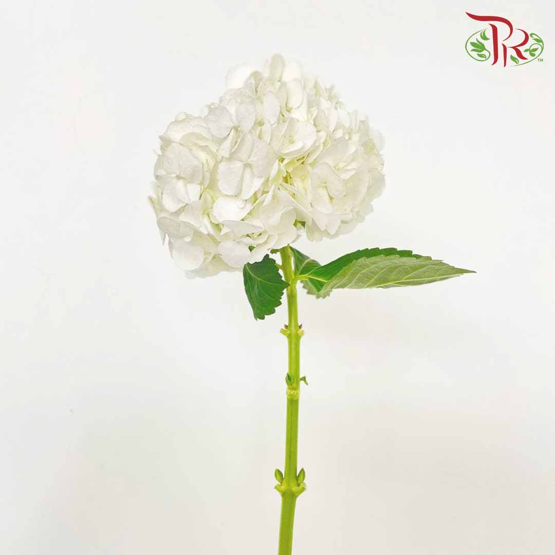 Hydrangea White / Per Stem - Pudu Ria Florist Southern